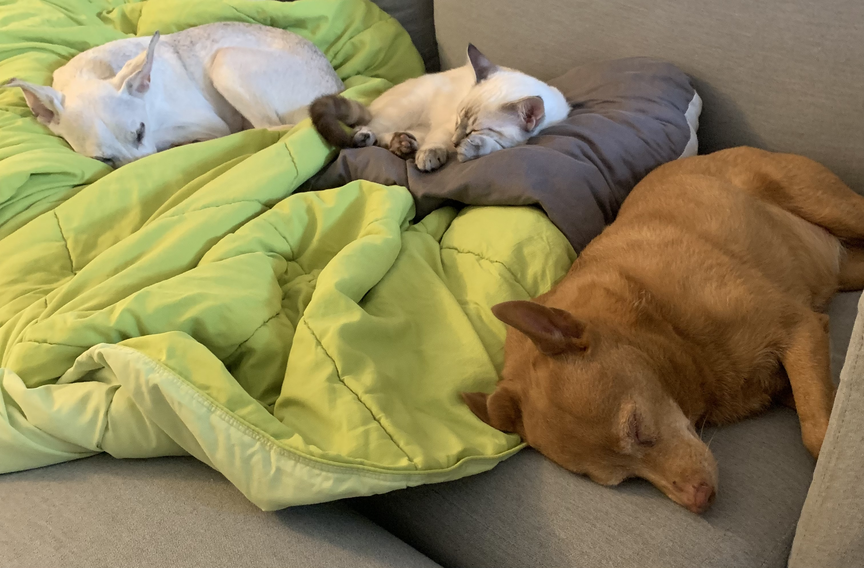 Two dogs and a cat sleep on top of a grey couch with green blanket.